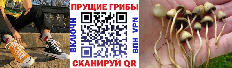 Псилоцибиновые грибы Psilocybine cubensis Находка